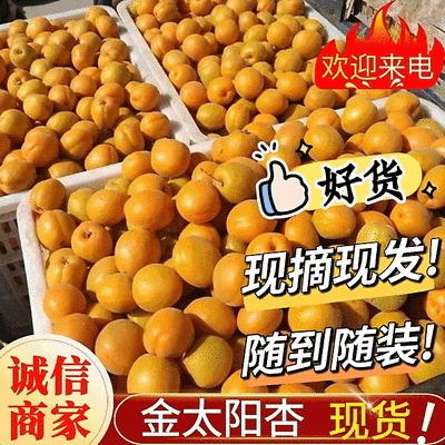 《金太阳杏》基地直供/现摘现发/电商皮蛋/全国发货一条龙