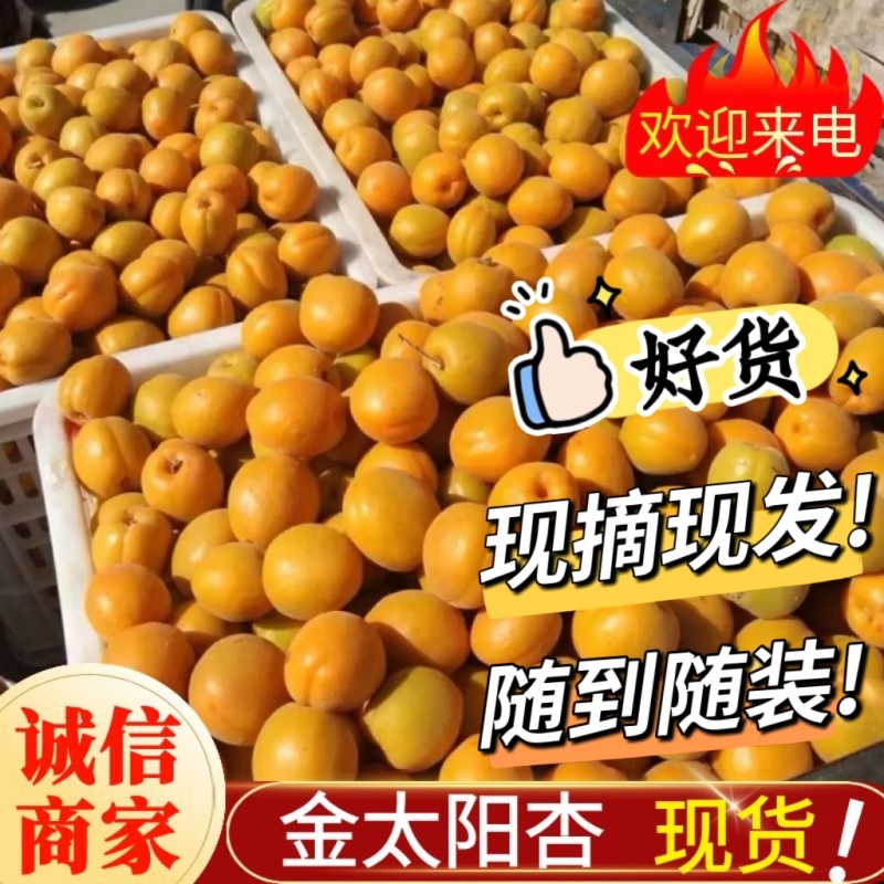 《金太阳杏》基地直供/现摘现发/电商皮蛋/全国发货一条龙