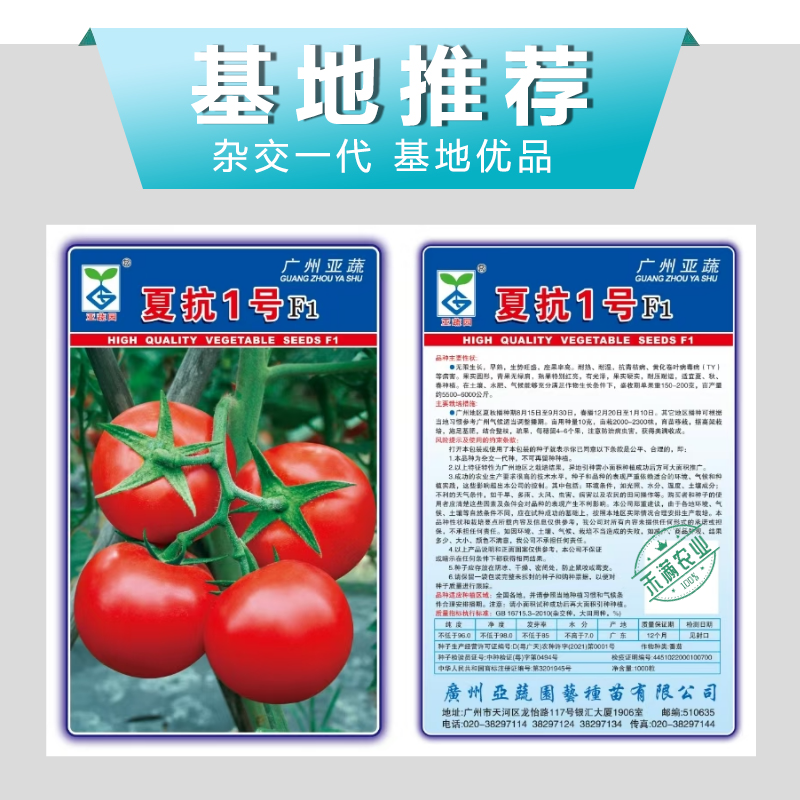 亚蔬夏抗1号小果型大红番茄种子无限生长高产抗病耐热水果番