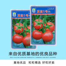 亚蔬夏抗1号小果型大红番茄种子无限生长高产抗病耐热水果番
