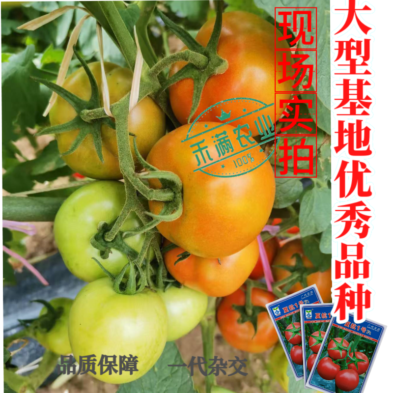 亚蔬夏抗1号小果型大红番茄种子无限生长高产抗病耐热水果番