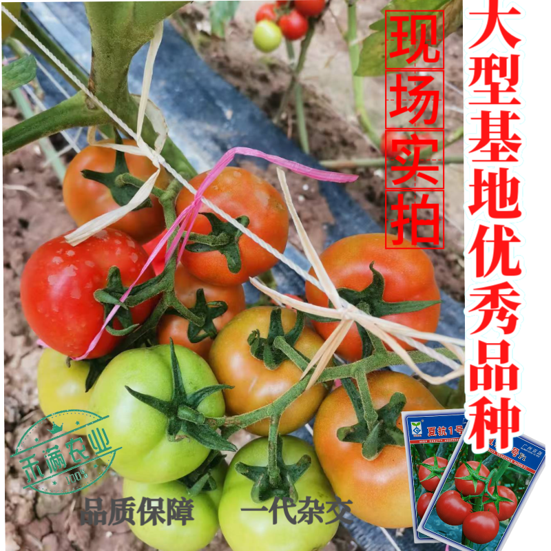 亚蔬夏抗1号小果型大红番茄种子无限生长高产抗病耐热水果番