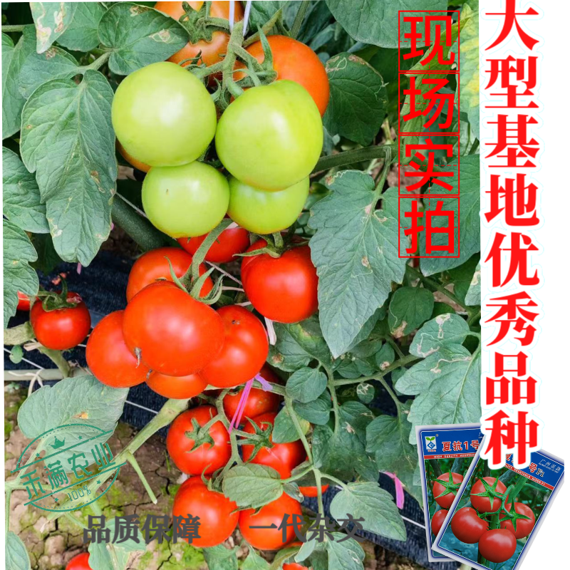 亚蔬夏抗1号小果型大红番茄种子无限生长高产抗病耐热水果番