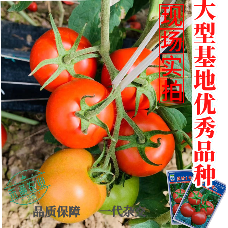 亚蔬夏抗1号小果型大红番茄种子无限生长高产抗病耐热水果番