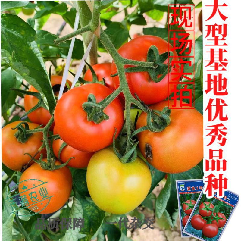 亚蔬夏抗1号小果型大红番茄种子无限生长高产抗病耐热水果番