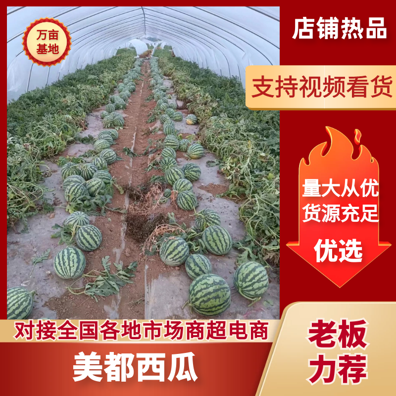 美都西瓜麒麟美都西瓜价格实惠对接商超市场等