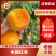 丰园红杏，陕西杏子，大荔水果批发，货源充足稳定交通便利