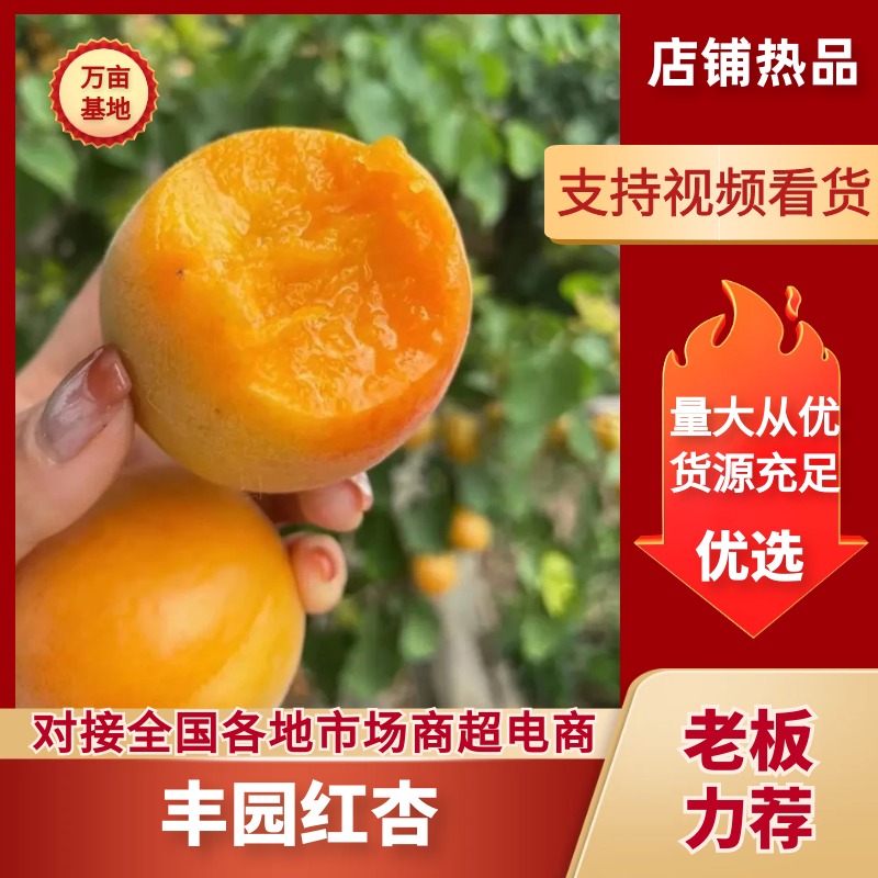 丰园红杏，陕西杏子，大荔水果批发，货源充足稳定交通便利