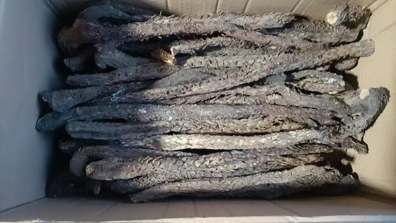 内蒙古阿拉善盟额济纳旗秋冬油肉苁蓉基地直销量大质优