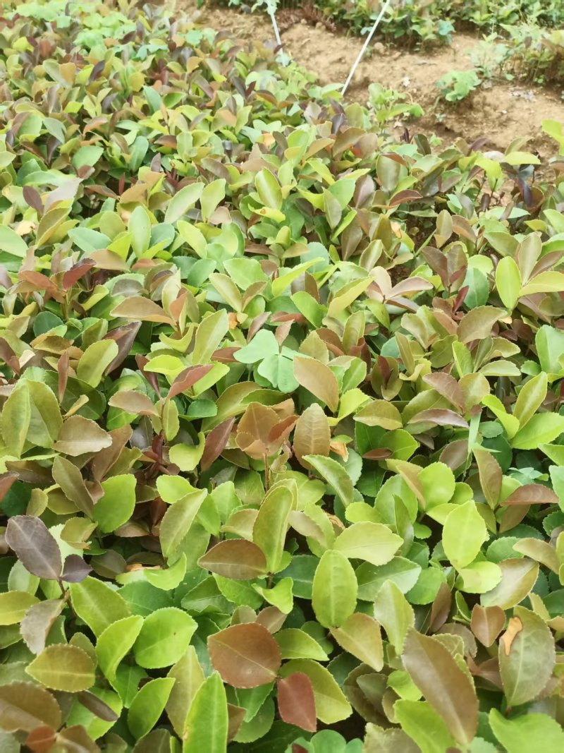 油茶芽苗全国发货技术指导欢迎联系量大可谈