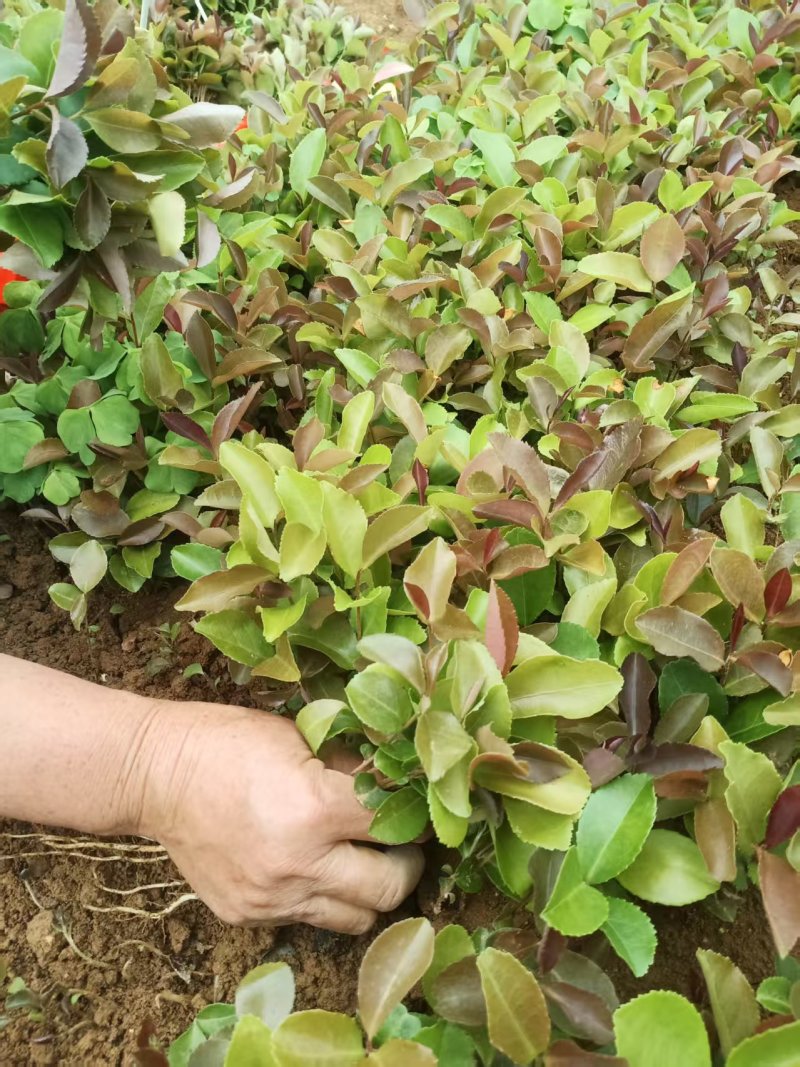 油茶芽苗全国发货技术指导欢迎联系量大可谈