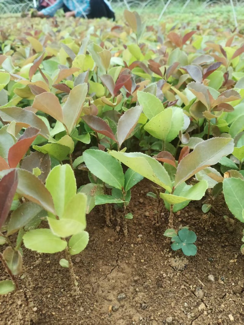 油茶芽苗全国发货技术指导欢迎联系量大可谈