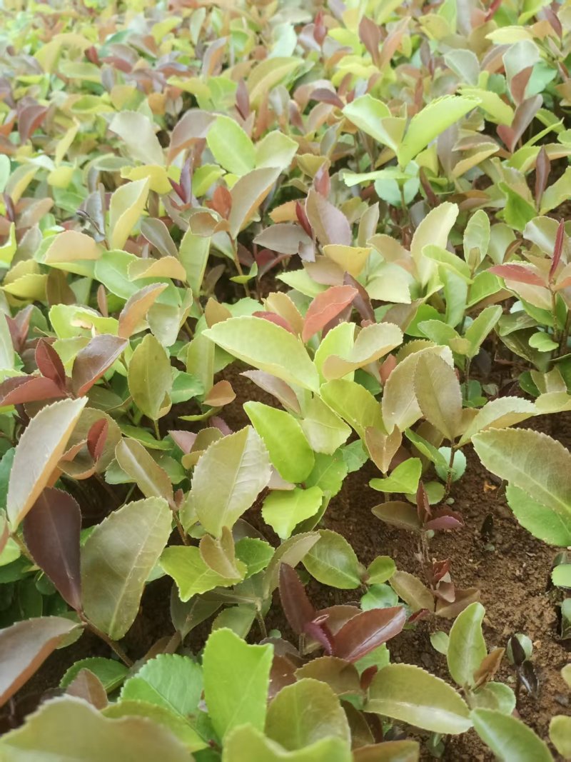 油茶芽苗全国发货技术指导欢迎联系量大可谈