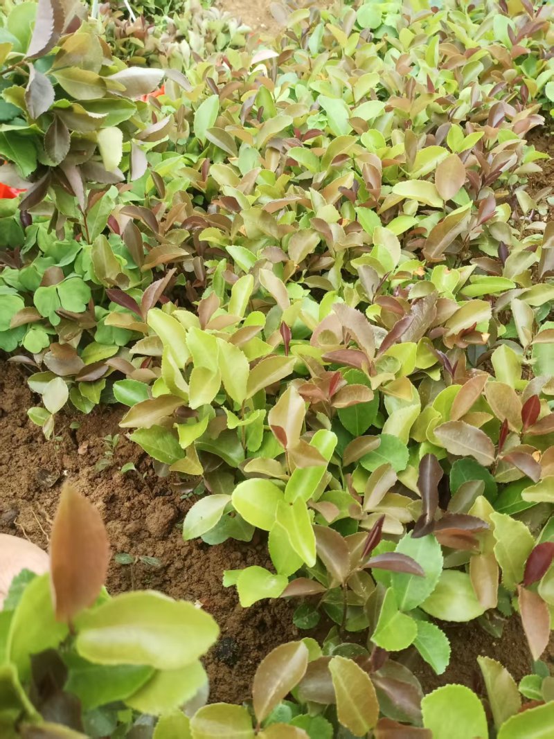 油茶芽苗全国发货技术指导欢迎联系量大可谈