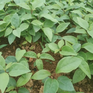 香樟芽苗全国发货技术指导欢迎联系量大可谈