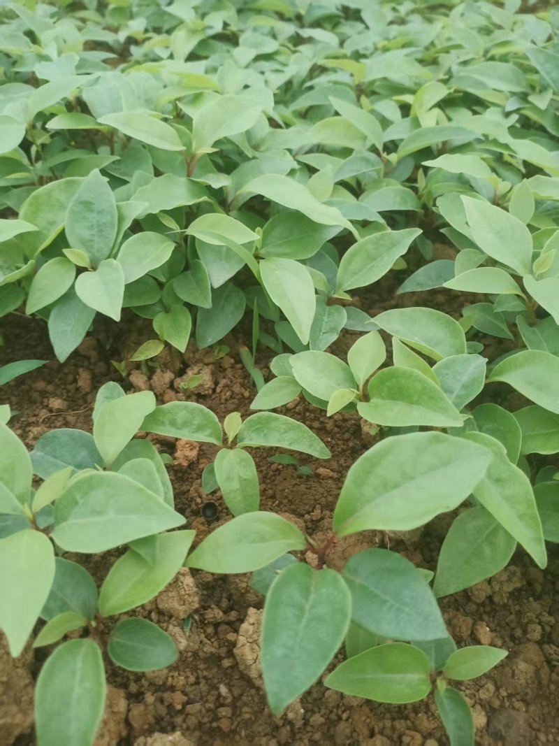 香樟芽苗全国发货技术指导欢迎联系量大可谈