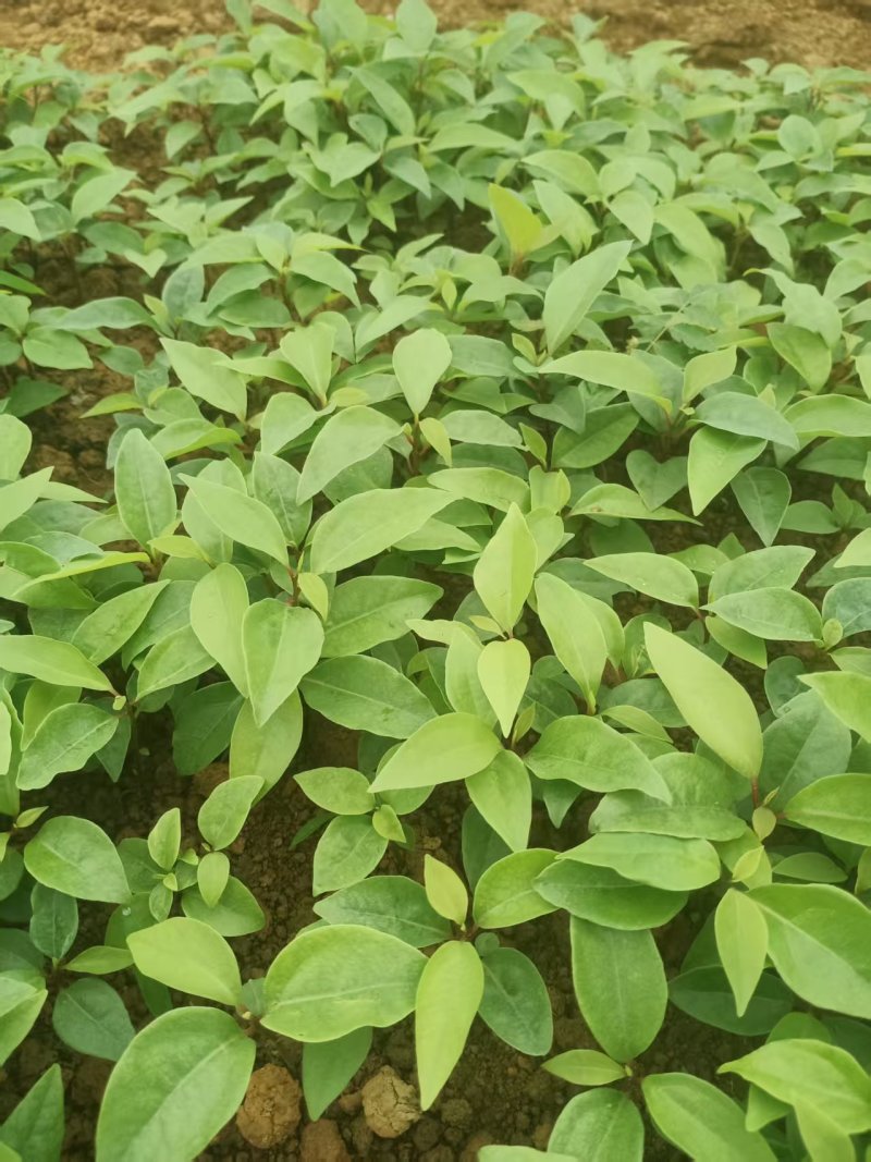 香樟芽苗全国发货技术指导欢迎联系量大可谈