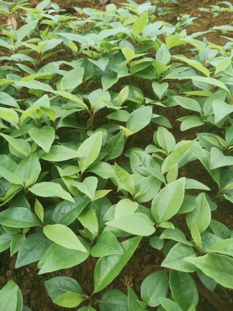 香樟芽苗全国发货技术指导欢迎联系量大可谈
