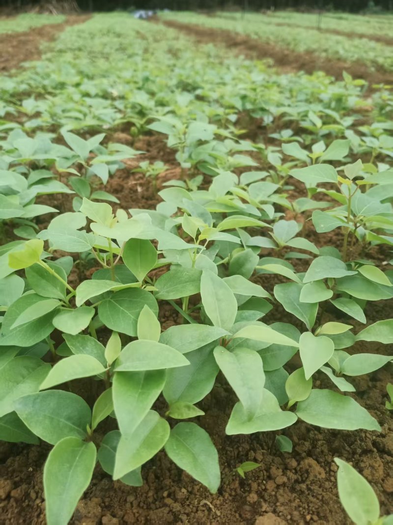 香樟芽苗全国发货技术指导欢迎联系量大可谈