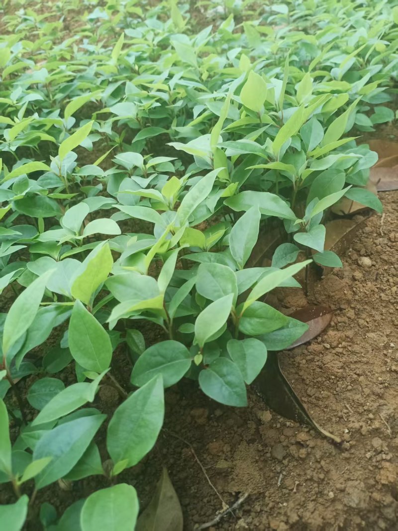 香樟芽苗全国发货技术指导欢迎联系量大可谈