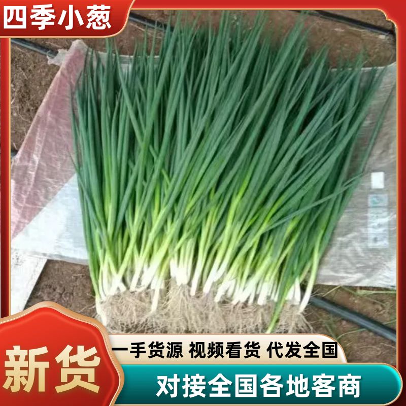 东北四季小葱，吉林香葱大量上市产地直发、欢迎新老客户采购
