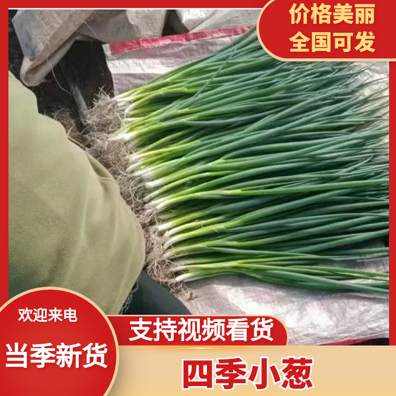 东北吉林香葱、小葱，产地直发，保质保量价格美丽！