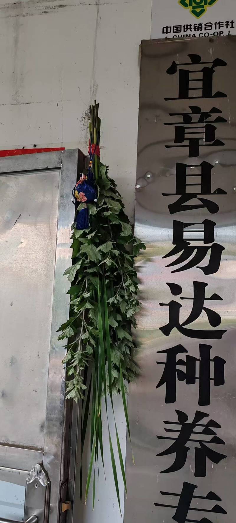端午艾草专业种植基地直发价格实惠常年供应各种艾草欢迎电联