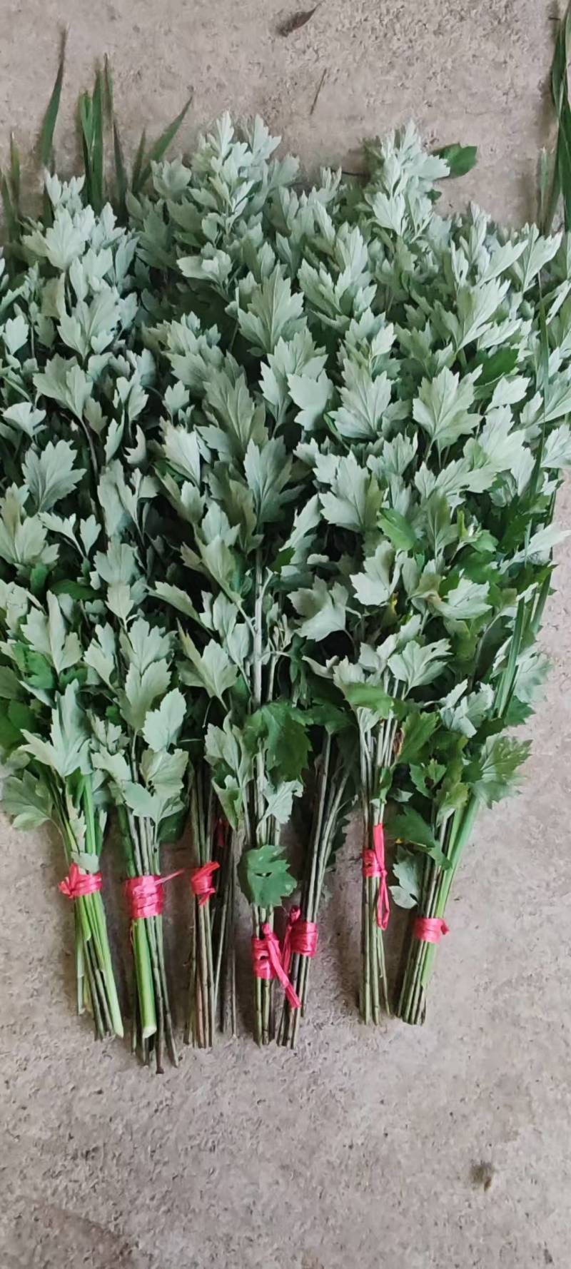 端午艾草专业种植基地直发价格实惠常年供应各种艾草欢迎电联