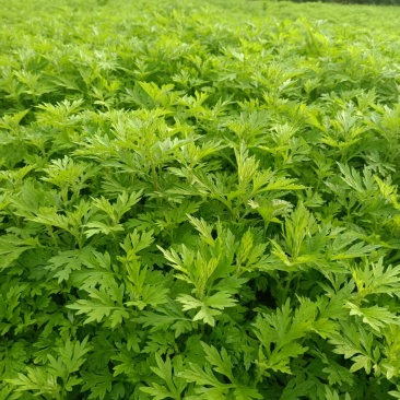 甜心艾草湖南艾草基地直供常年供货有工厂可实地看货欢迎电联