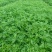 甜心艾草湖南艾草基地直供常年供货有工厂可实地看货欢迎电联