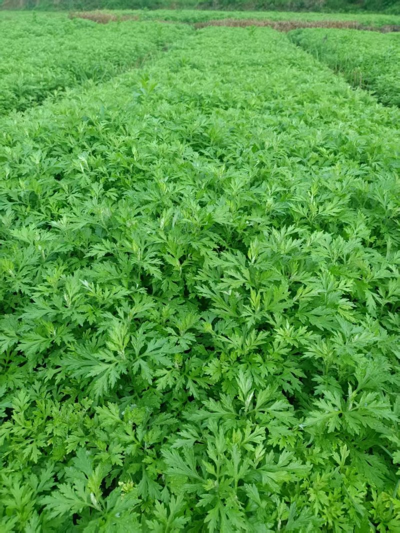 甜心艾草湖南艾草基地直供常年供货有工厂可实地看货欢迎电联