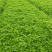 甜心艾草湖南艾草基地直供常年供货有工厂可实地看货欢迎电联