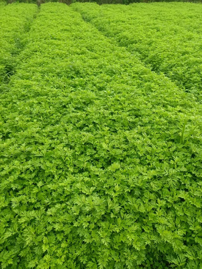 甜心艾草湖南艾草基地直供常年供货有工厂可实地看货欢迎电联