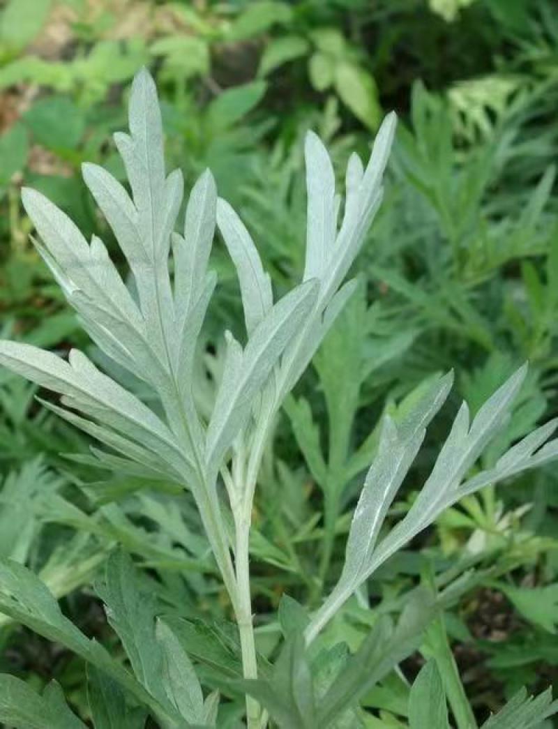 端午艾草专业种植基地直发价格实惠常年供应各种艾草欢迎电联
