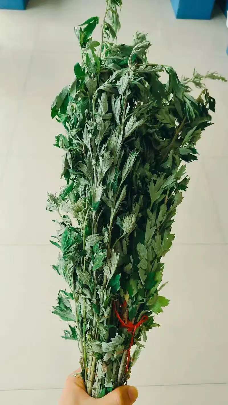 端午艾草专业种植基地直发价格实惠常年供应各种艾草欢迎电联