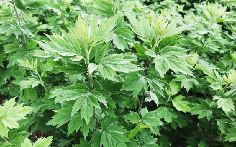 端午艾草专业种植基地直发价格实惠常年供应各种艾草欢迎电联
