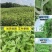 端午艾草专业种植基地直发价格实惠常年供应各种艾草欢迎电联