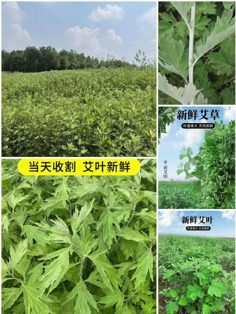 端午艾草专业种植基地直发价格实惠常年供应各种艾草欢迎电联