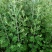 端午艾草专业种植基地直发价格实惠常年供应各种艾草欢迎电联