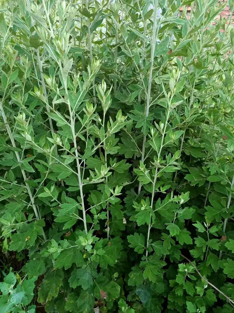 端午艾草专业种植基地直发价格实惠常年供应各种艾草欢迎电联