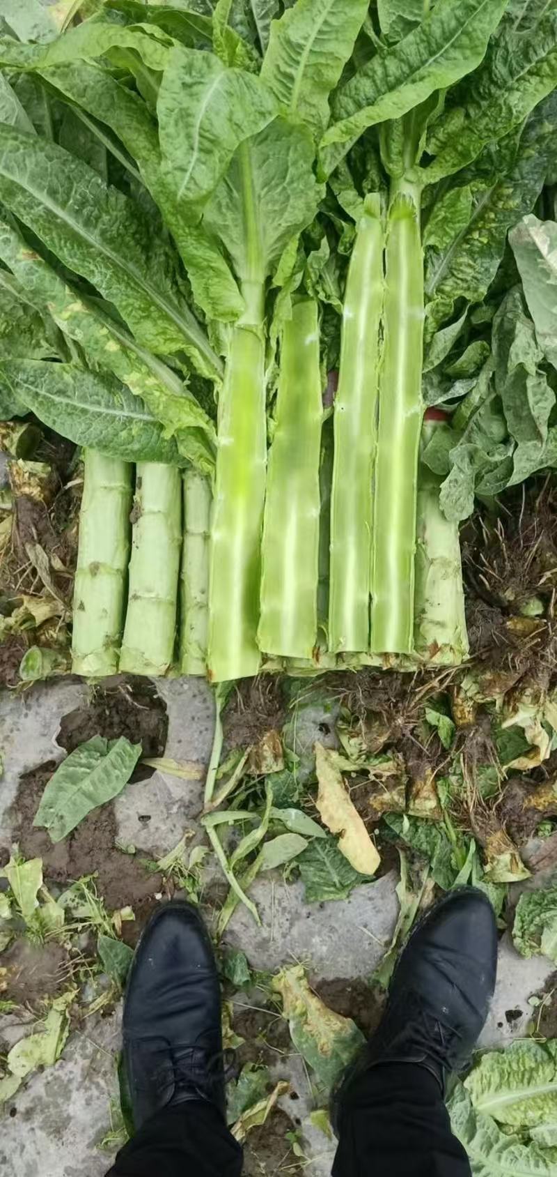 泰安三青莴苣山东莴苣热卖了价格便宜产地直发价欢迎联系