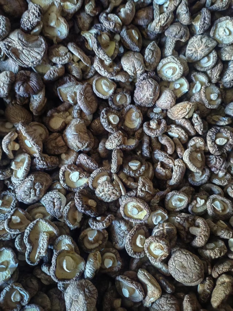 河北香菇承德香菇片干香菇常年供应价格实惠欢迎联系