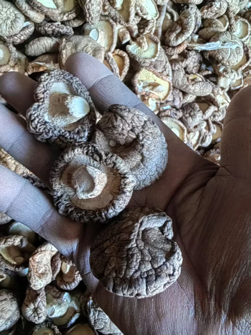 河北香菇承德香菇片干香菇常年供应价格实惠欢迎联系