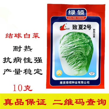 致夏2号耐热白菜种子耐热抗病单球重1.5公斤左右