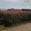 陈爱珠的一亩田店铺