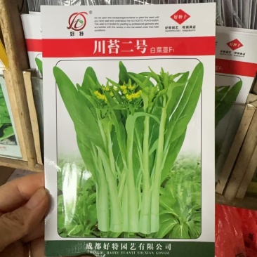 川苔二号白菜苔种子三系杂交耐热子苔萌发快菜苔浅绿