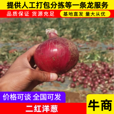 河南洋葱大量上市提供各种规格市场货电商平台欢迎