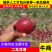 河南洋葱大量上市提供各种规格市场货电商平台欢迎