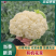 通许有机花菜大量上市青梗白面供应各大市场商超社区团购