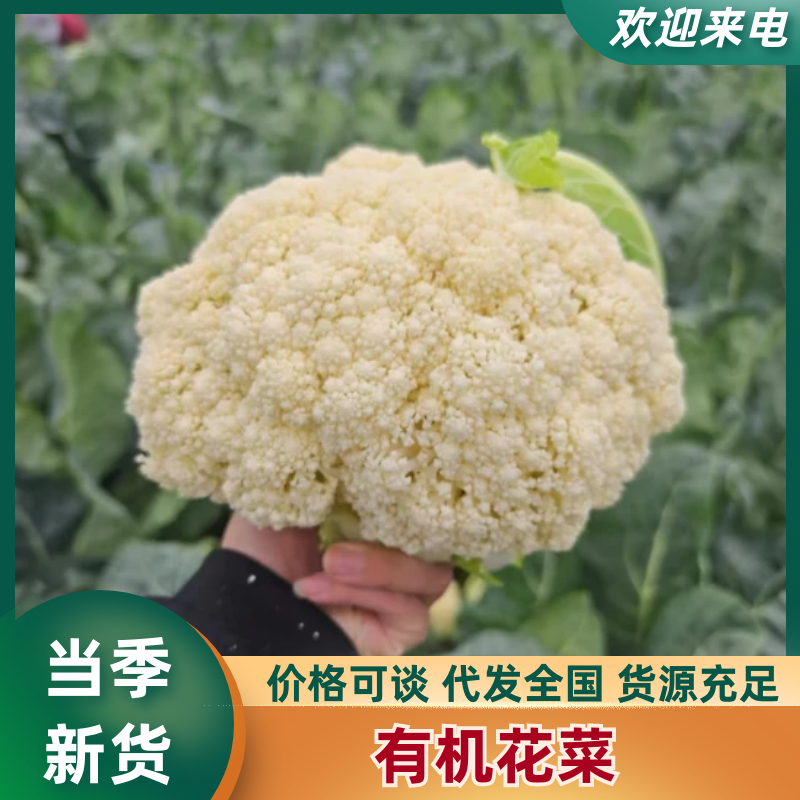 通许有机花菜大量上市青梗白面供应各大市场商超社区团购